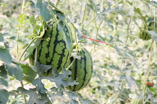 网红最新吃瓜,揭秘娱乐圈幕后真相 第1张 网红最新吃瓜,揭秘娱乐圈幕后真相 第1张