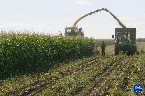 黑龙江农场爆料视频最新,揭秘神秘农业生态圈  第3张